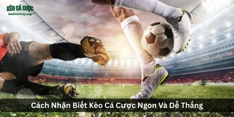 Cách Nhận Biết Kèo Cá Cược Ngon Và Dễ Thắng
